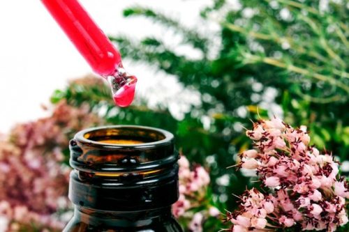 El Lenguaje de las Flores – Armonía Natural para un Mundo Estresado